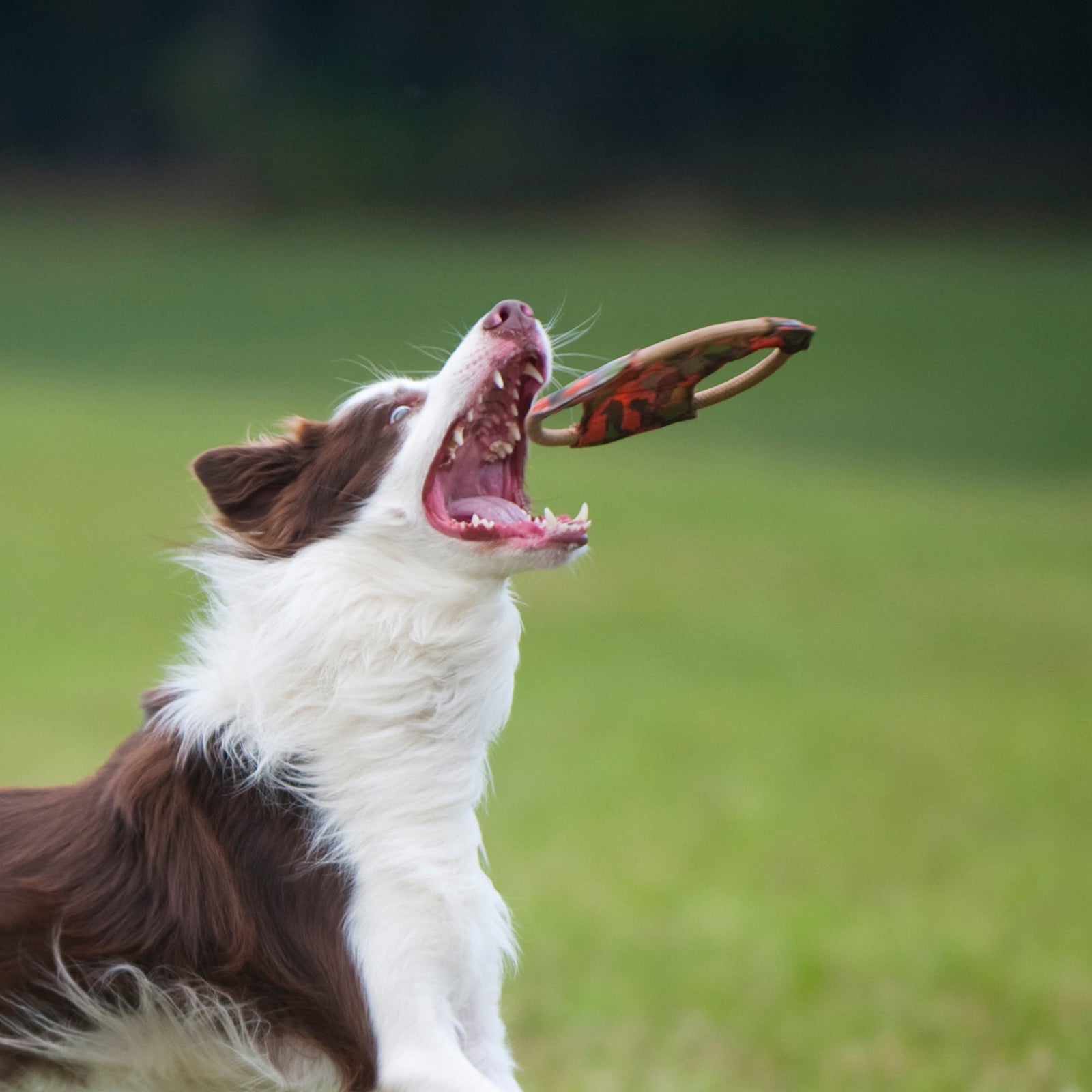 Major Dog Frisbee Medium - Fetch Toy