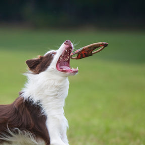 Major Dog Frisbee Medium - Fetch Toy